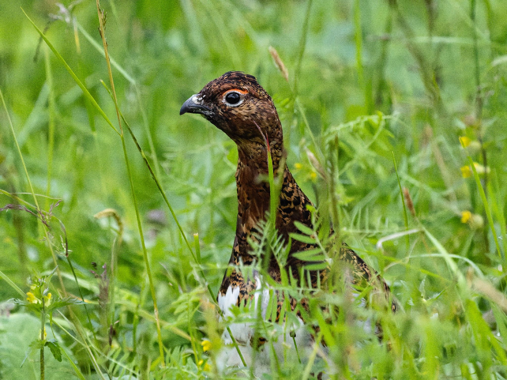 Moorschneehuhn